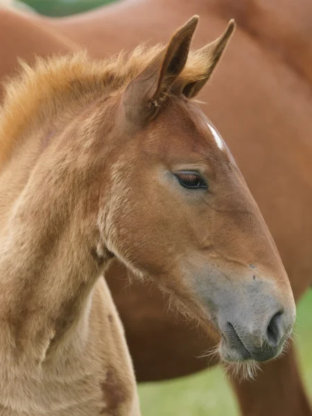 Ersticktes Pferd Fohlen Kopfschuss — Stockfoto