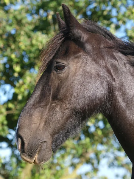 Cavalo Negro Velho — Fotografia de Stock