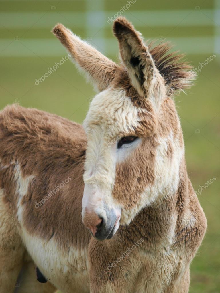 Cute Baby Donkey Stock Photo Nigelb10 15420975