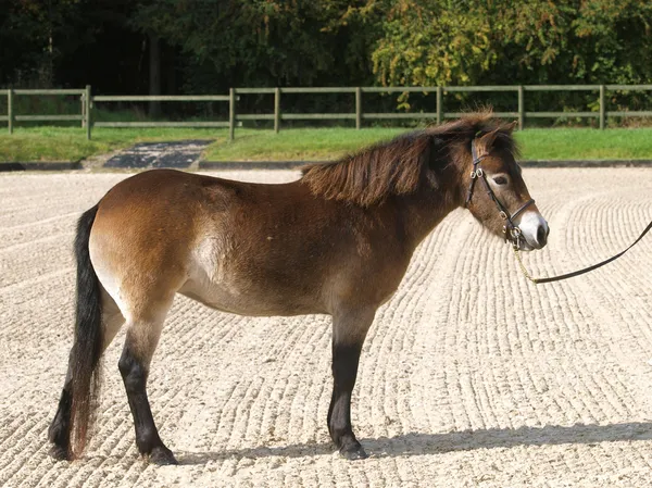 Exmoor pony v kruhuExmoor ponny i utställningsringen — Stockfoto