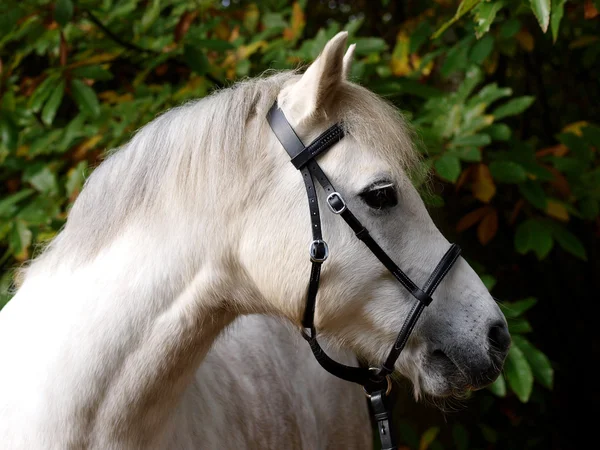 Cabeza de caballo gris tiro —  Fotos de Stock