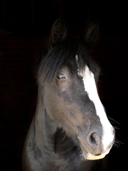 Testa di cavallo nero girato — Foto Stock