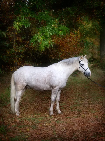Grey Pony Standing — Stock Photo, Image
