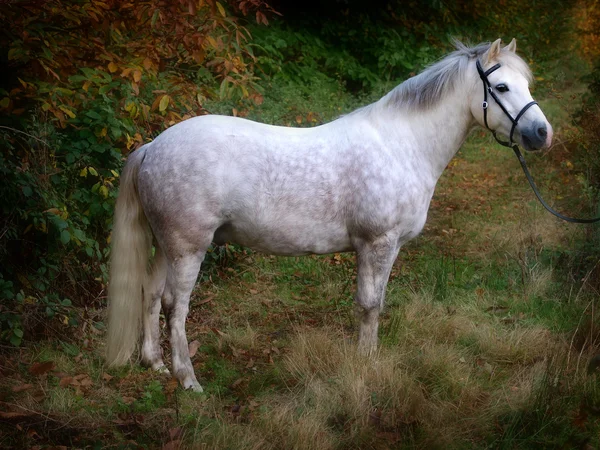 Стоячи сірий поні — стокове фото