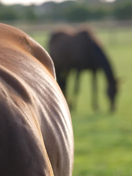 Cavallo astratto — Foto Stock