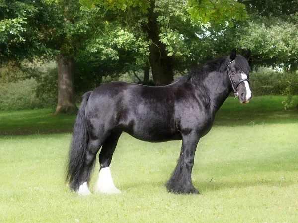 Caballo negro de pie —  Fotos de Stock