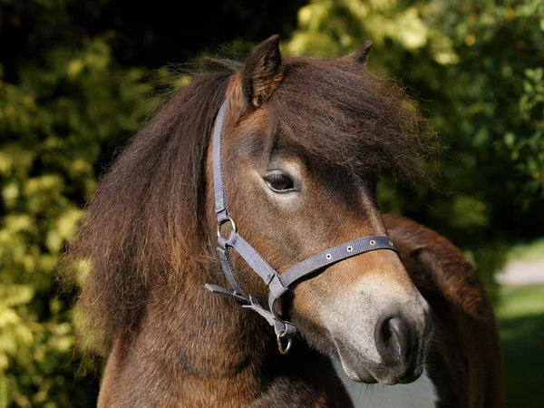 Tiro en la cabeza pony Shetland —  Fotos de Stock