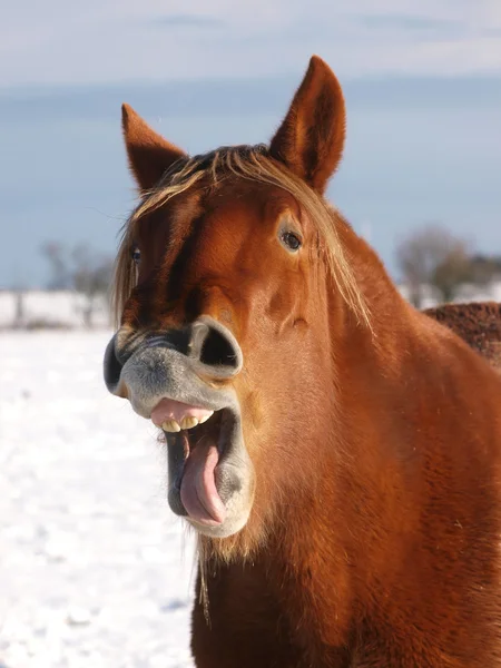 雪の中で笑う馬 — ストック写真