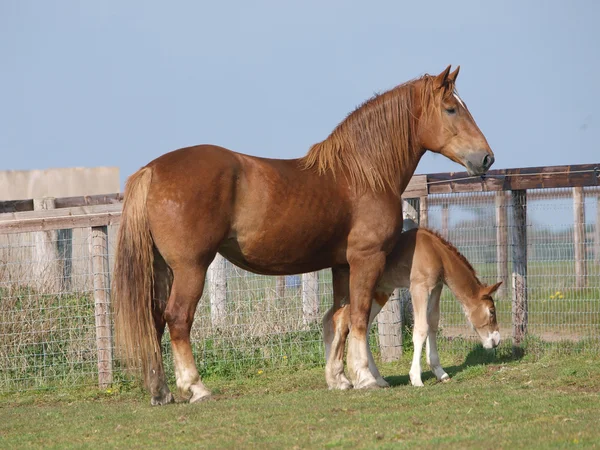萨福克的马母马和小马 — 图库照片