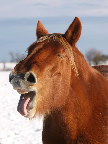 Karda Laughing at — Stok fotoğraf