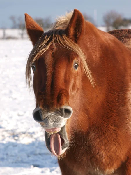 Karda Laughing at — Stok fotoğraf