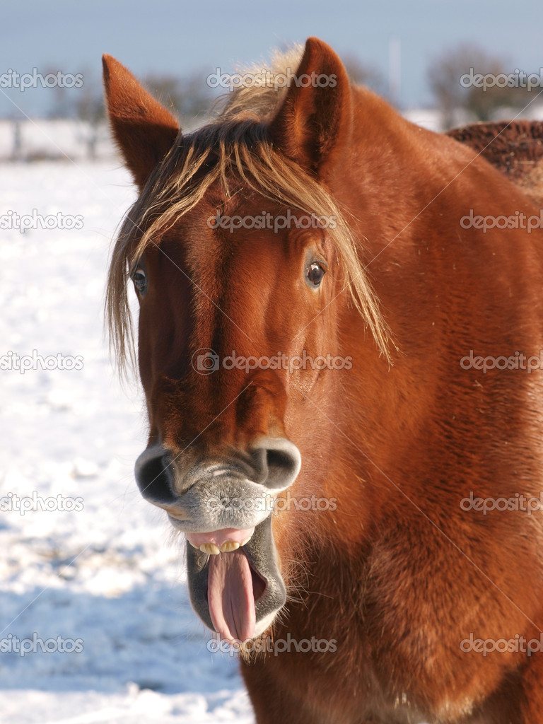 Laughing Horse In The Snow