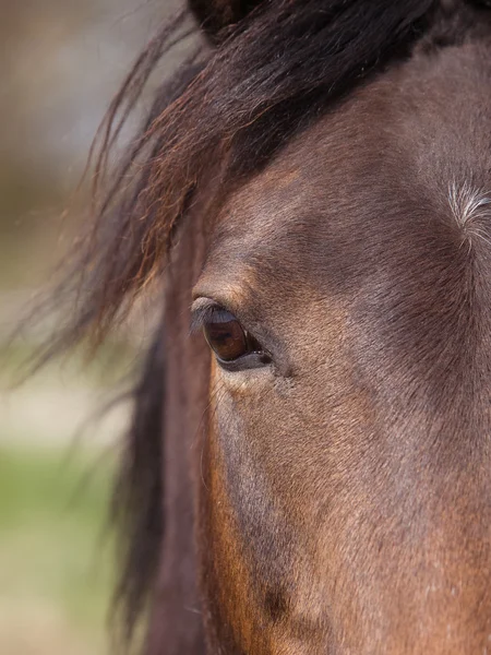 Pferd abstrakt — Stockfoto