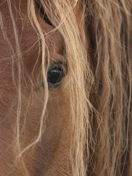 Olho de cavalo bonito — Fotografia de Stock