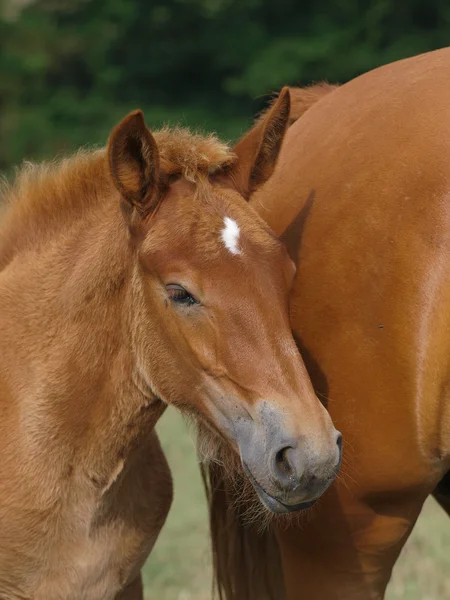 Beautiful Foal — Stock Photo, Image