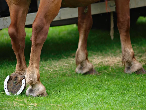 Pezuñas de caballo —  Fotos de Stock