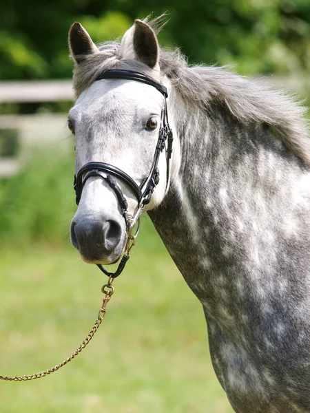 Tête de cheval abattu — Photo