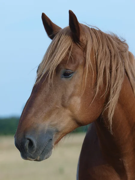 Cabeza de caballo tiro — Foto de Stock