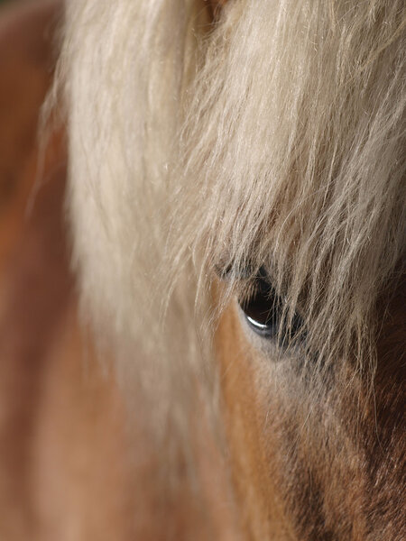 Abstract of a pretty horses face