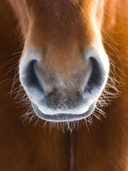 Cavallo astratto — Foto Stock