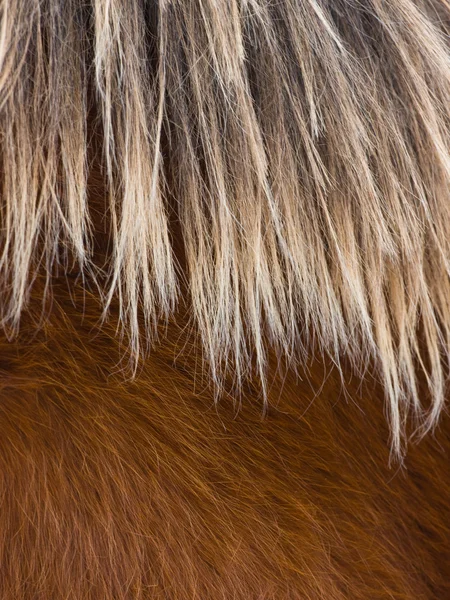 Abstract of a pretty horses face — Stock Photo, Image