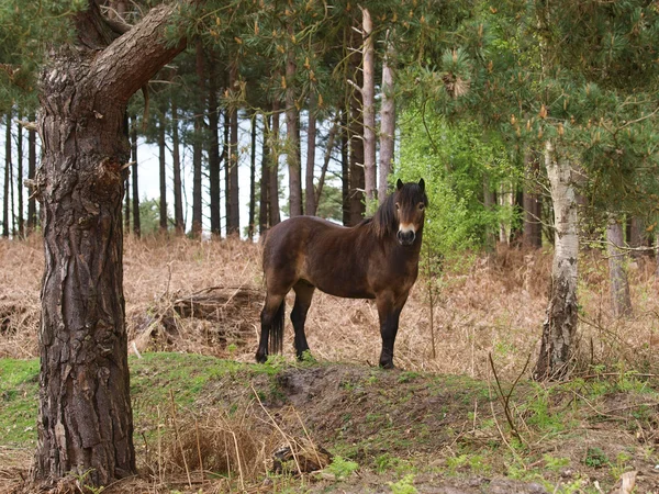 Caballo salvaje —  Fotos de Stock