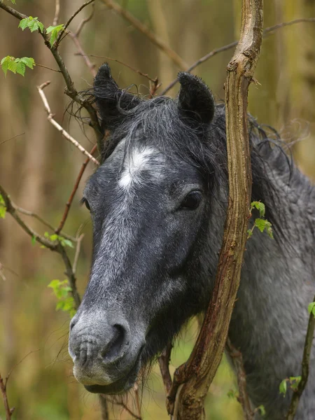 Tête de cheval sauvage abattu — Photo