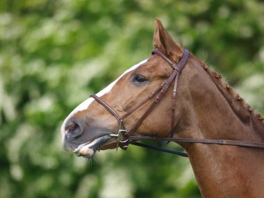 baş shot at terbiyesi yapıyorum