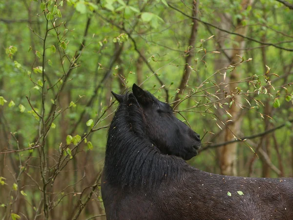 Cavalo selvagem comendo — Fotografia de Stock