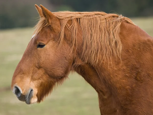 Cabeça de cavalo tiro — Fotografia de Stock