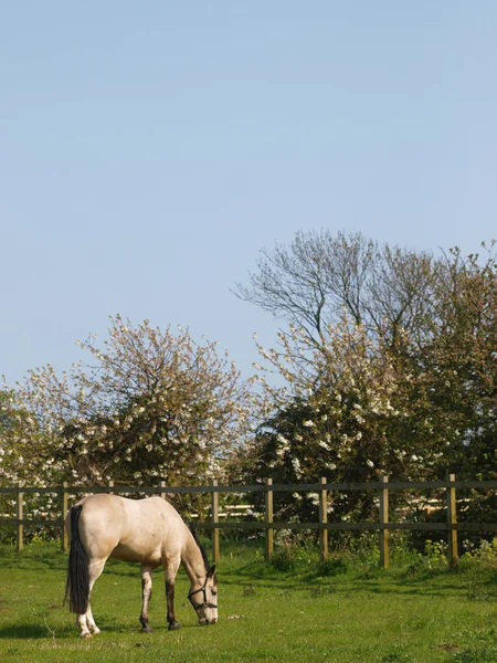 Häst bete i en hage — Stockfoto