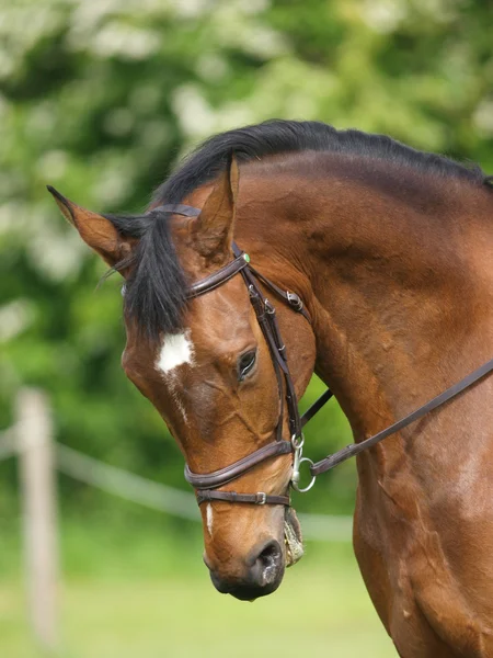 Kopfschuss von Pferd beim Dressurreiten — Stockfoto