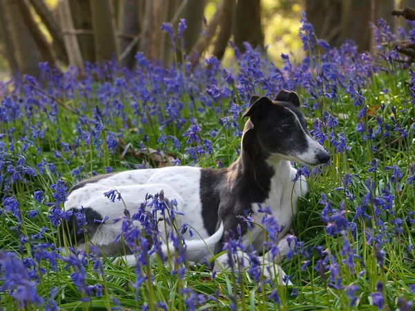 Cão deitado em flores — Fotografia de Stock