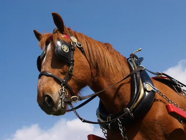 Harnessed Horse — Stock Photo, Image