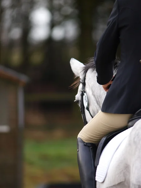 Dressage Resumen — Foto de Stock