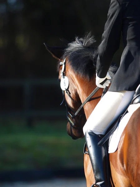 Astratto di dressage — Foto Stock