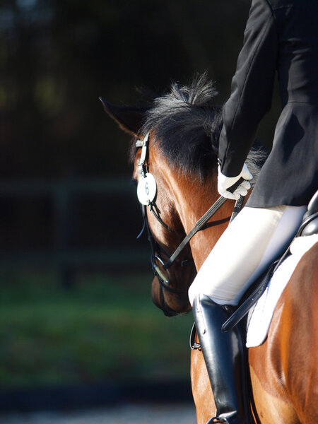 Dressage Abstract