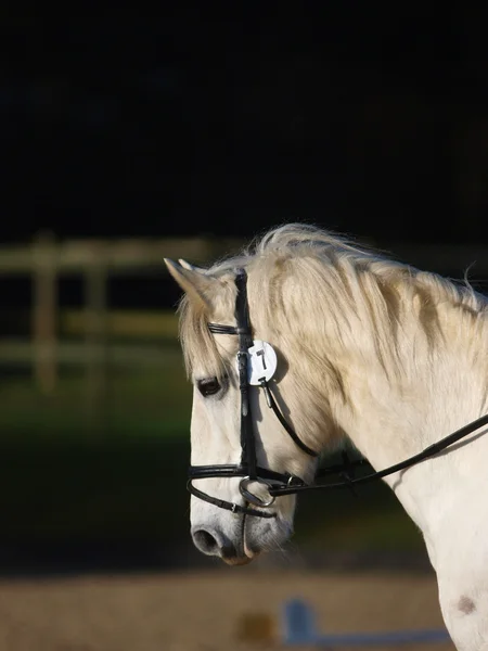 Cavallo Headshot a Bridle — Foto Stock