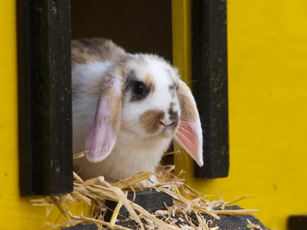 Coniglio carino — Foto Stock