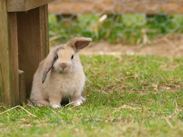 Niedliches Kaninchen — Stockfoto