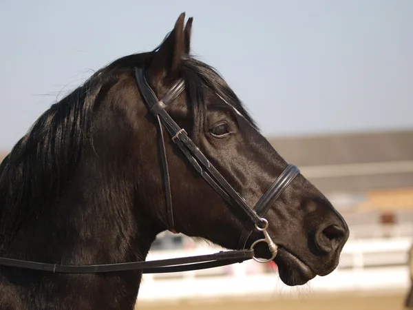 Black Horse Headshot In Bridle — Stock Photo, Image