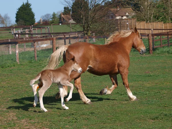 速歩馬と子馬 — ストック写真