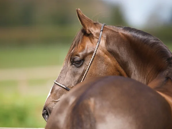 Абстрактная лошадиная голова — стоковое фото
