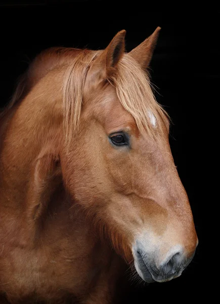 Cabeza de caballo contra negro —  Fotos de Stock