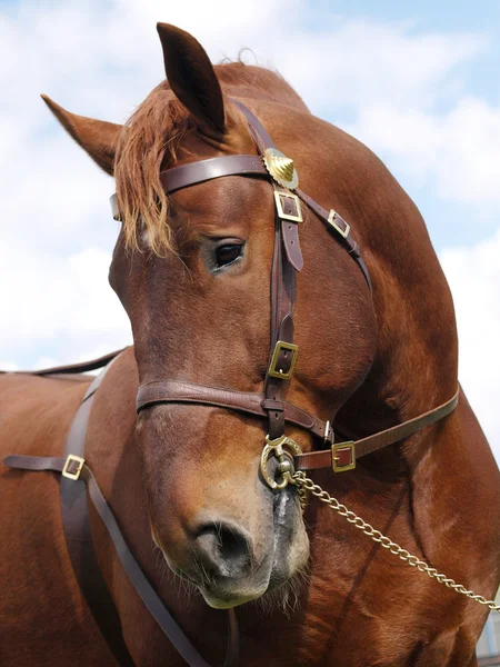 Hengst hoofd geschoten — Stockfoto