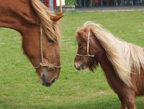 大きく、小さい馬 — ストック写真