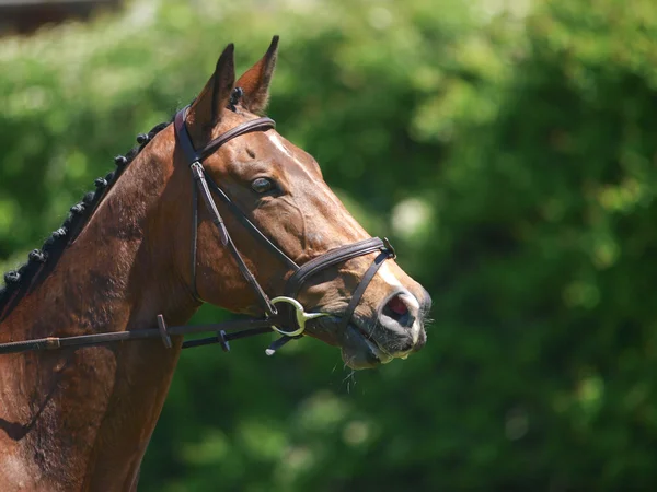 Tête de cheval faisant du dressage — Photo