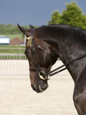Black Horse In Bridle