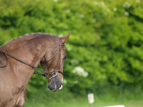 Dressage Abstract — Stock Photo, Image