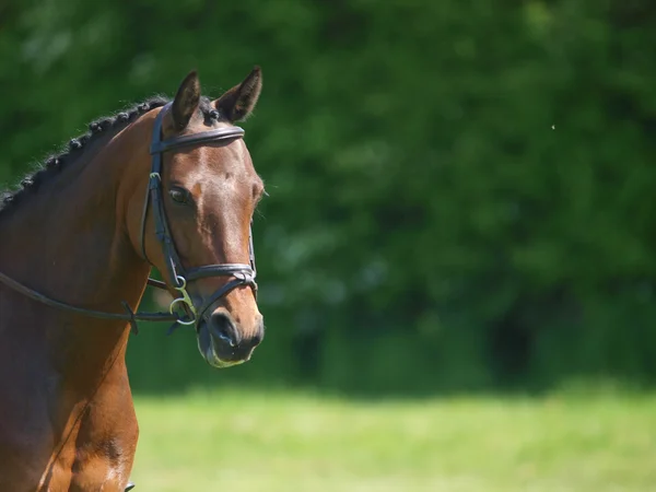 Testa di cavallo che fa Dressage — Foto Stock